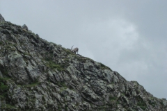 rouies - 5et6juil09 (14)