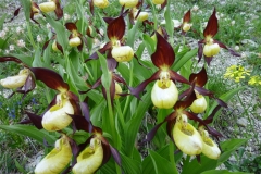 Mont aiguille juin 14 (27)