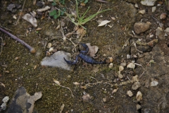 chaulet mai 16 (117)