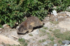 cineastes juin 18 (16)