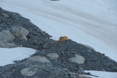 coolidge juillet 2014 (27)