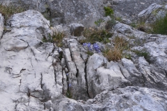 king kong avril 2015 (13)